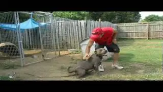 Working Blue Brindel Pit Bull for sale