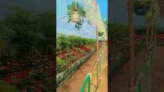 # amigo's # eco-friendly #plants 1 #like #subscribe # yanam culture festivals2026