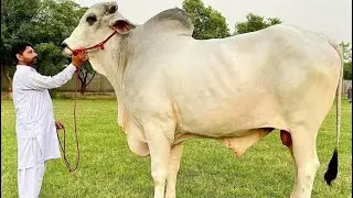 Sibi Mela Winner 2021 | Governor Sibi bull | Biggest 2 Dant Sibi Bhagnari Bull | Sibi Cattle Breed