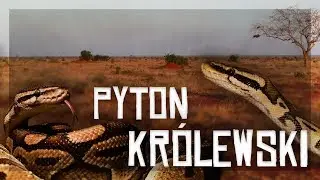 Unboxing - pyton kr&oacute;lewski (python regius) [4K]