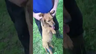 Bushing rabbits with dachshund cross part 4