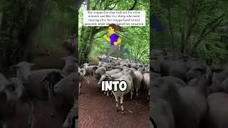 Lost Flock Of Sheep Find an Unlikely Leader