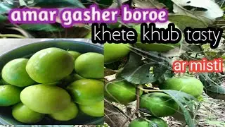 বড়োই/কুল বড়েই 