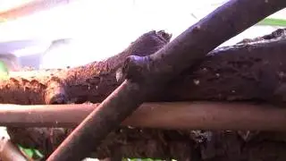 Mabuya macularia * Orangekehlskink*  beim Fr&uuml;hst&uuml;ck