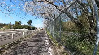鹿児島散歩 鹿屋市西原・海上自衛隊鹿屋航空基地沿道
