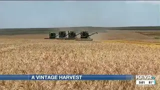Vintage harvest: Zeeland family takes a step back in time, uses old machinery for wheat harvest