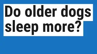 Do older dogs sleep more?