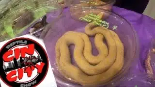 Cin City Reptile Expo September 2021