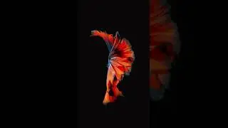 HD fish live wallpaper for iPhones video 4K blue fish free download