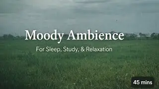 Quiet Tropical Rain Over Green Rice Fields | Moody Ambience