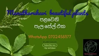මගේ පළවෙනි මල් පැල සේල් ඵක . My first plant sale. Whatsapp.0702458377