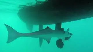 Shark Breakfast at Diamond Cay, BVI