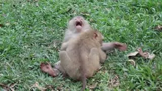 monkey in cambo