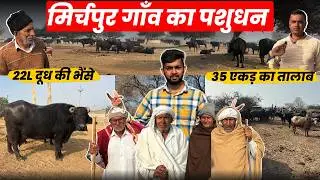 2500 Murrah Buffalo Story Of Village Mirchpur,Buffalo DairyFarm Business Mota Profit