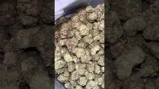 THCA SMALL BUDS REVIEW LEMON CHERRY GELATO pound 400$ use PROMO CODE :CAMERIN for big discount!!