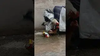 desi murga(ROOSTER)crossing hen/cock#viral #aseelmurga #birds #chicken #desimurga #rooster