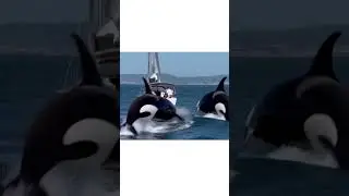 Orcas attack boat in Portugal coast
