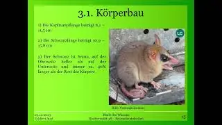 Schmalbeutelratten (Gracilinanus) Teil 1/2 - Biodiversität 38