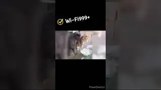 funny cats military base🤣 #shorts
