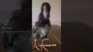 #chickenlover #chickenfun #chicken #chickens #funny #backyardchickens #chickenchicks