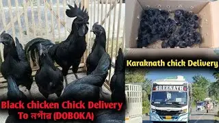 Fancy Chicken in Assam | Delivery To Nagaon ( DOBOKA) | Black chicken in Assam | Karaknath Sale 