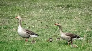 G&uuml;lper See Landkreis Havelland