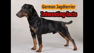 German Jagdterrier-Interesting facts.You should know about this.(6 issues at once.)