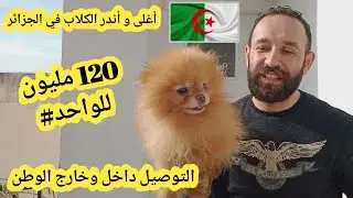 السلالة النادرة في الجزائر أغلى نوع من الكلاب متوفر 3 جراء حاليا / مع خدمة التوصيل #