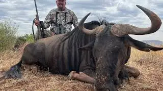 Hunting Blue Wildebeest
