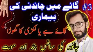 گائے میں چاندنی Tetanus in Cattle | Lock Jaw | Signs | Diagnosis| Treatment| Dairy | Diseases