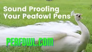 Sound Proofing Your Peafowl Pens, Peacock Minute, peafowl.com