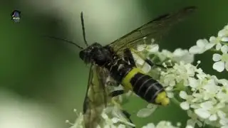 TENTHR&Egrave;DE/Tenthredo temula ! BRUITX