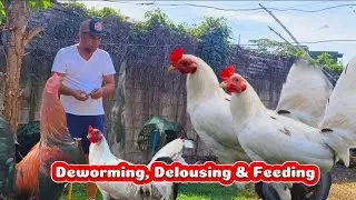 REGULAR DEWORMING, DELOUSING, FEEDING AND TREE PRAWNING,.backyard happenings