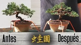 Transformación de junípero bonsai shohin - 蛙園 盆栽