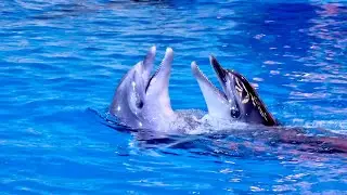 Dubai Dolphinarium | Complete Dolphin Show (Full Show) | Coolest & Amazing Dolphin Show