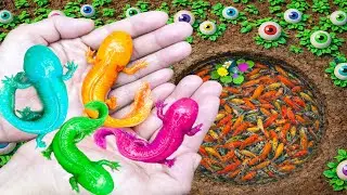 Amazing Catch Most Beautiful Axolotl Fish in Giant Eggs, Tortoise, Betta Fish, Neon Tetra, Ranchu
