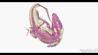 Morelet's crocodile