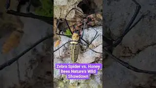 Zebra Spider vs. Honey Bees Nature's Wild Showdown