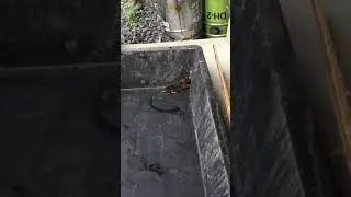 #珍獣モグラ #1 #Video of Japanese rare beast Mogura #Mole #kawaii