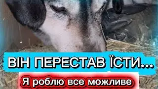 СОБАКА ПЕРЕСТАВ ЇСТИ😱 ЯК ЙОМУ ЛОПОМОГТИ? ЗАМЕРЗ НА МОРОЗІ - 20❄️