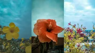 5 mobile photography ideas during lockdown || How to take photos like a pro || Bangladesh nature