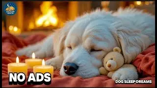 12 Hours Healing Calm Music for Dogs 🐶🎵 | Anxiety Relief, Relaxation & Restful Sleep 💤 🌙