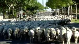 Trashumancia en Colmenarejo (parte I)