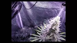 Grow Timelapse Strawberry Lemonade - Biobizz only