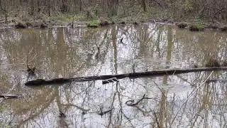 American Toads at Embshoff Pond