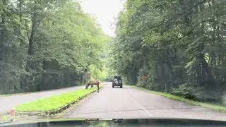 Maggie Valley (NC)