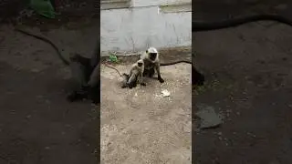 Monkey Eating Sweets..!!🐒🐒#monkey #monkylifeinnatural #animallovers #monkeyvideo #tample #eating