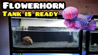 My Flowerhorn Tank Setup - Imran's World
