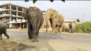 A Large Herd of Wild Elephants Crossed The NH And Entered The Forest Through The City !!#assam 