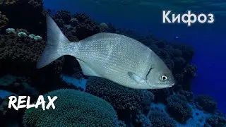 ГОЛУБОЙ КИФОЗ в Красном море // KYPHOSUS CINERASCENS in the Red Sea (Relax)